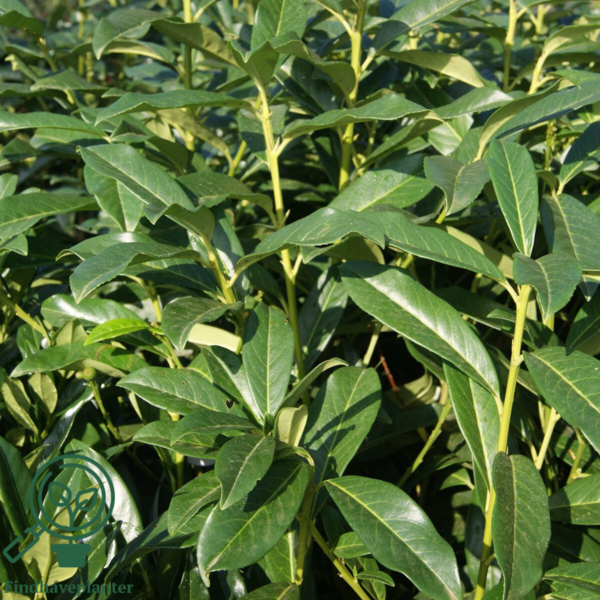 Prunus laur. 'Genolia', Kirsebærlaurbær