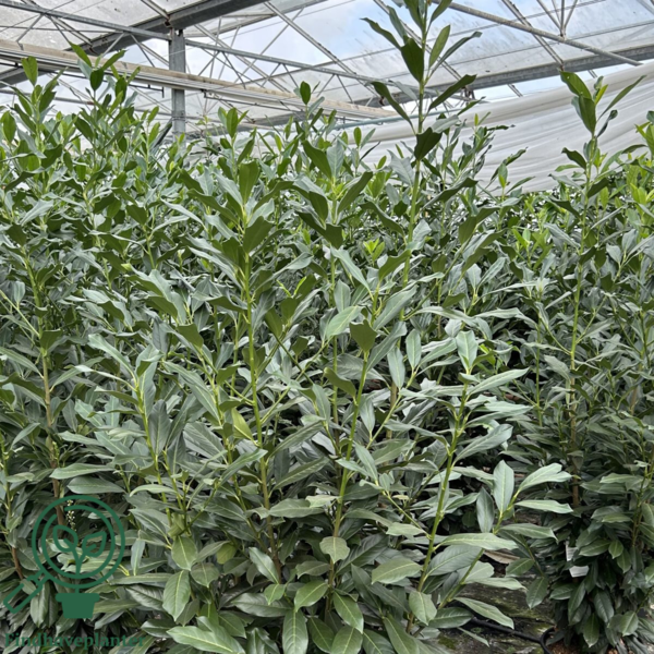 Prunus laur. 'Genolia', Kirsebærlaurbær