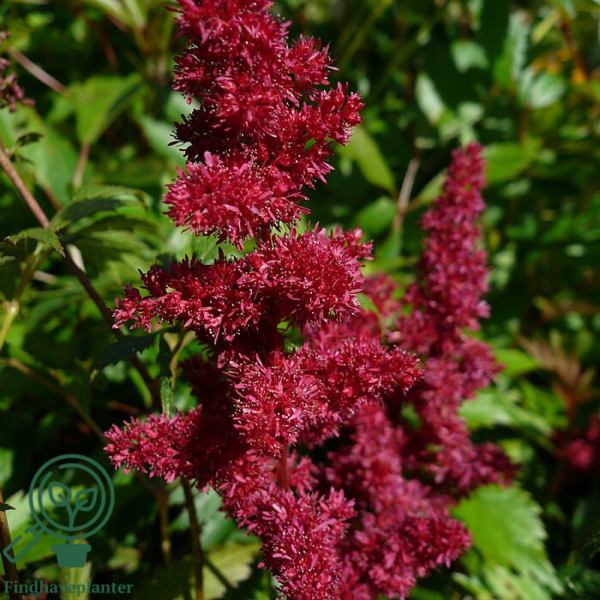 Astilbe arendsii-hybrid 'Fanal', Astilbe