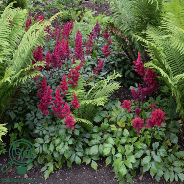 Astilbe arendsii-hybrid 'Fanal', Astilbe