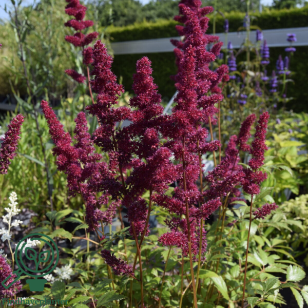 Astilbe arendsii-hybrid 'Fanal', Astilbe