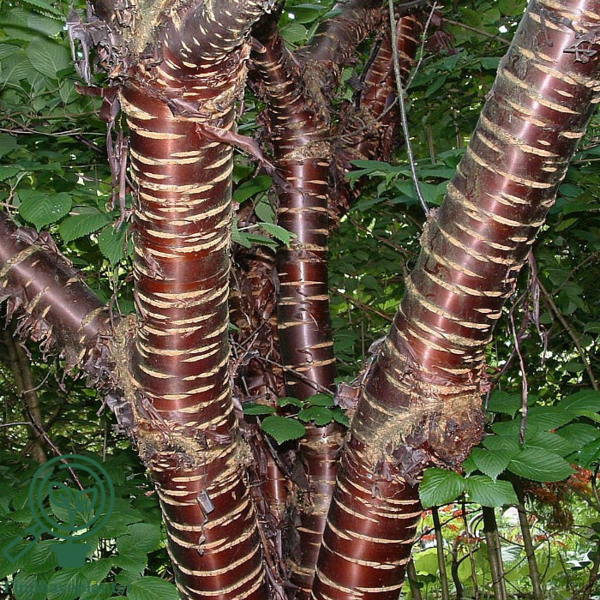 Prunus serrula, Tibetansk Kirsebær