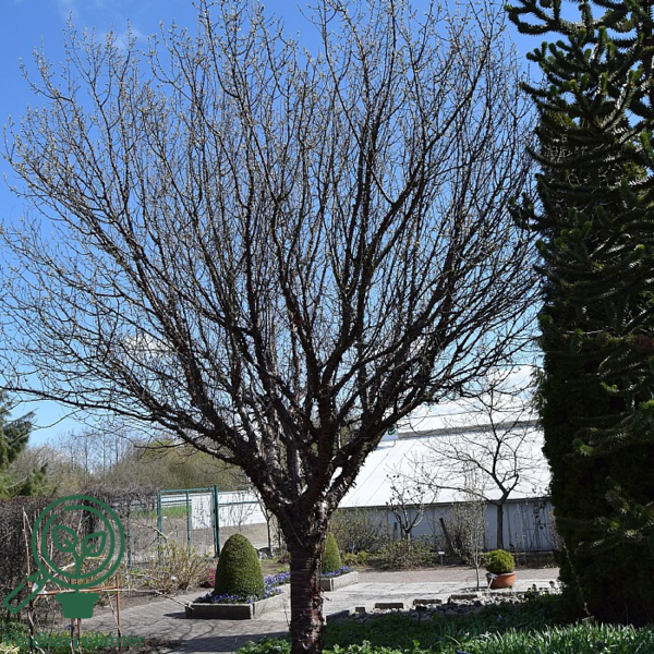 Prunus serrula, Tibetansk Kirsebær