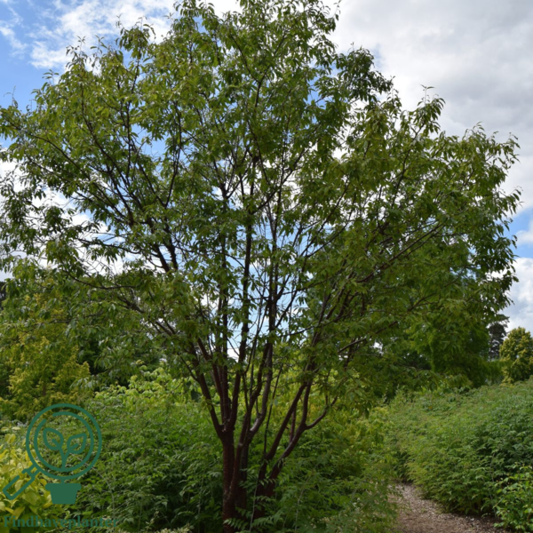 Prunus serrula, Tibetansk Kirsebær