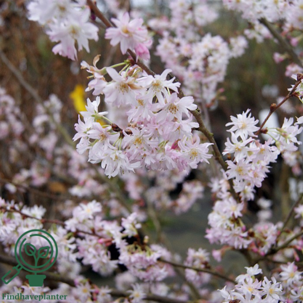 Prunus subhirtella 'Autumnalis', Oktober Kirsebær
