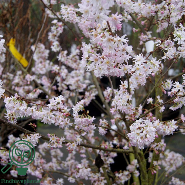 Prunus subhirtella 'Autumnalis', Oktober Kirsebær