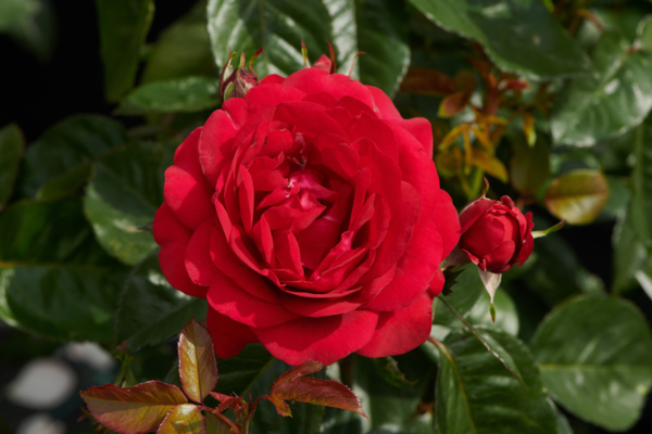 Rosa 'Capricia™' Poulren024(N)