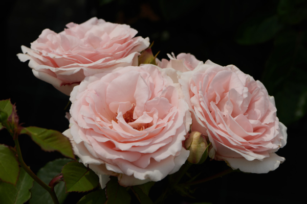 Rosa 'Clair™' Poulsyng(N)