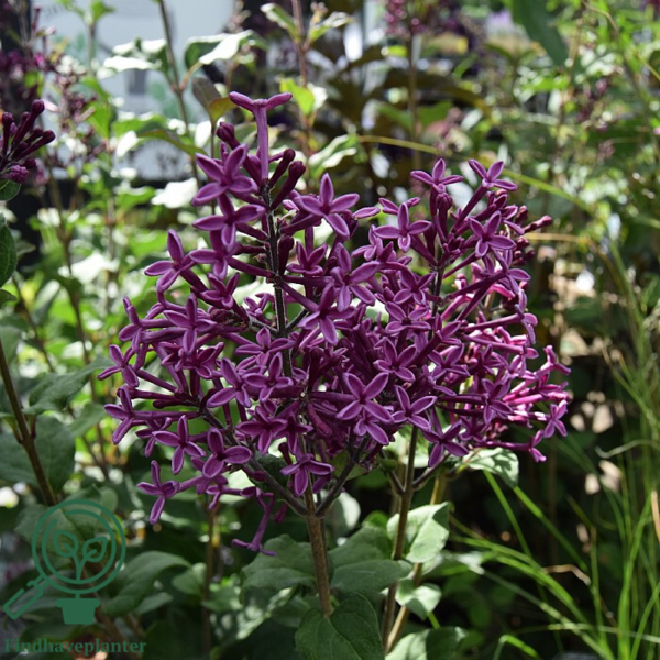 Syringa microphylla 'Bloomerang Dark Purple'