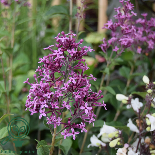 Syringa microphylla 'Bloomerang Dark Purple'