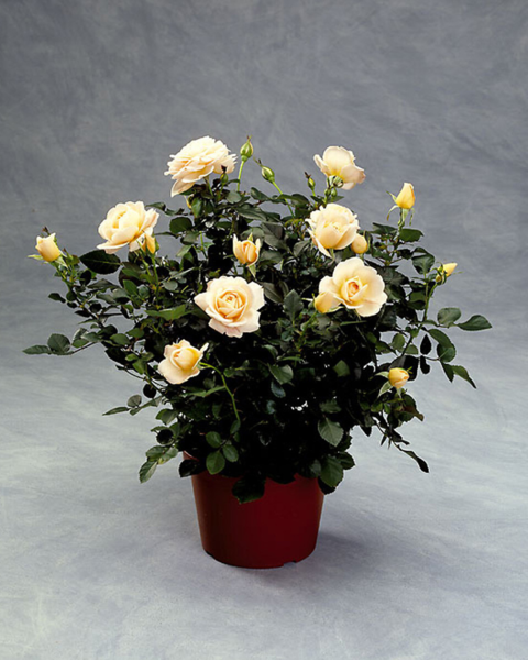 Rosa 'Crystal™' Poulrek(N)