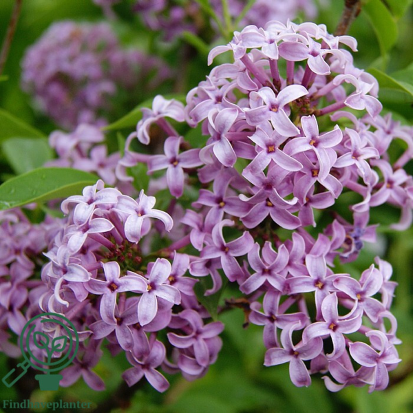 Syringa chinensis 'Saugeana', Kinesisk syren