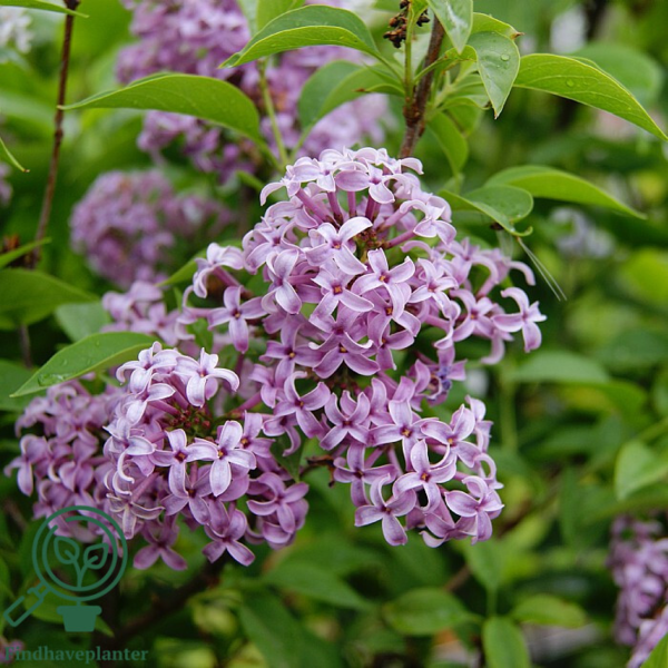 Syringa chinensis 'Saugeana', Kinesisk syren