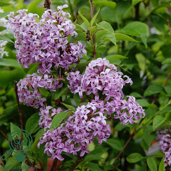 Syringa chinensis 'Saugeana', Kinesisk syren
