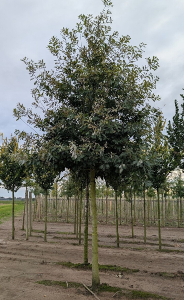 Quercus petraea, Vintereg