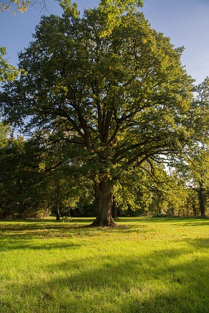 Quercus robur, Stilkeg