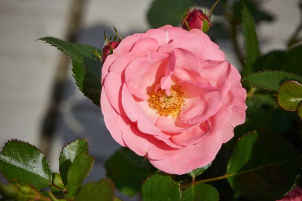 Rosa 'Egeskov™' Poulrohill