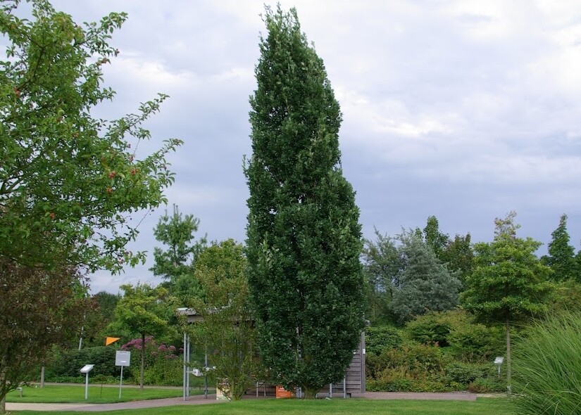 Quercus robur 'Fastigiata', Søjleeg