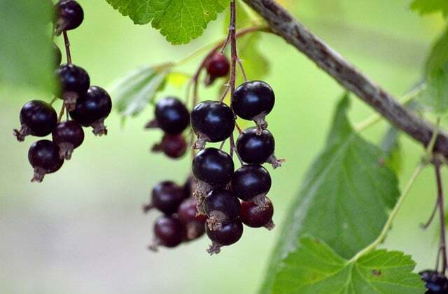 Ribes nigrum 'Titania', Solbær