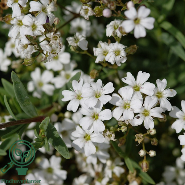 Gypsophila repens, Brudeslør