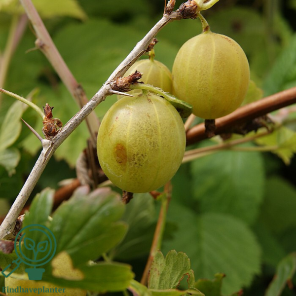 Ribes uva-crispa 'Hinnonmäki Gul', Stikkelsbær