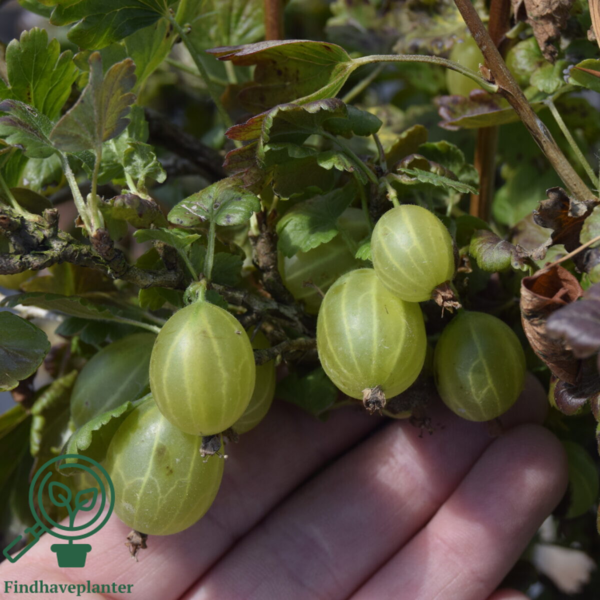Ribes uva-crispa 'Hinnonmäki Gul', Stikkelsbær