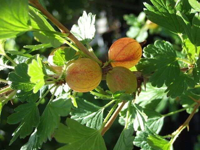 Ribes uva-crispa 'Hinnonmäki Gul', Stikkelsbær