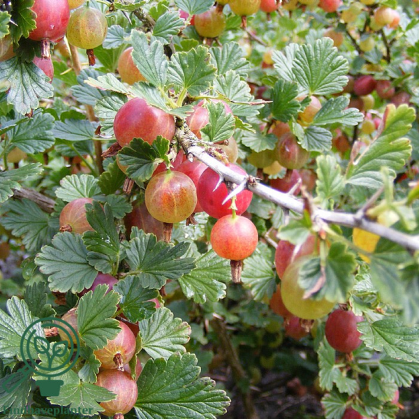Ribes uva-crispa 'Hinnonmäki Rød', Stikkelsbær