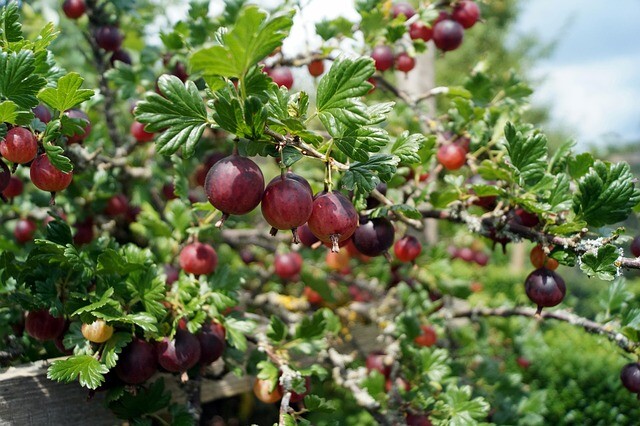 Ribes uva-crispa 'Hinnonmäki Rød', Stikkelsbær