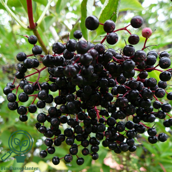 Sambucus nigra, Hyld