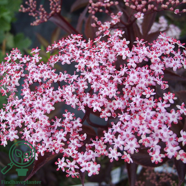 Sambucus nigra 'Black Lace', Rødbladet hyld