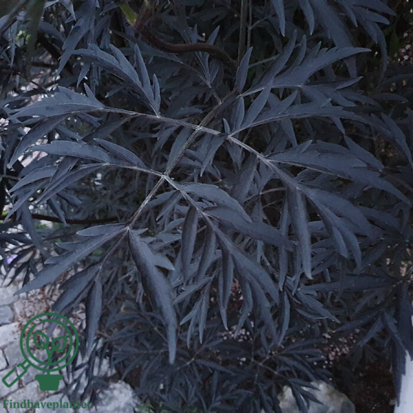Sambucus nigra 'Black Lace', Rødbladet hyld