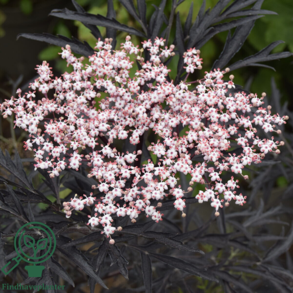 Sambucus nigra 'Black Lace', Rødbladet hyld