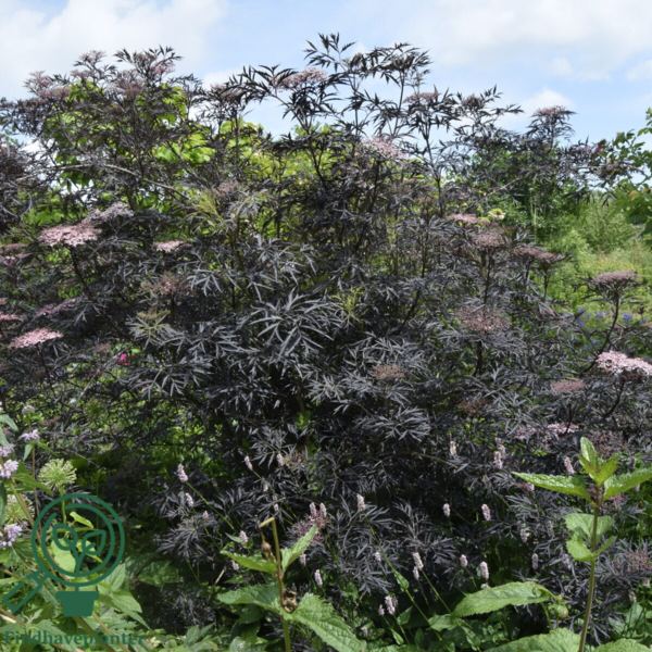 Sambucus nigra 'Black Lace', Rødbladet hyld