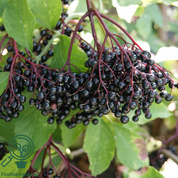 Sambucus nigra 'Haschberg', Storfrugtet hyld