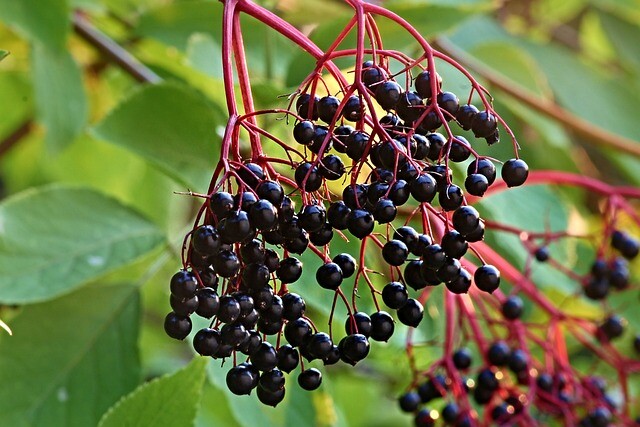 Sambucus nigra 'Haschberg', Storfrugtet hyld