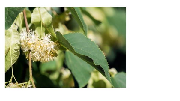 Tilia euchlora, Krimlind