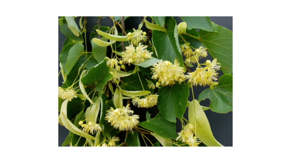 Tilia tomentosa 'Brabant', Sølvlind