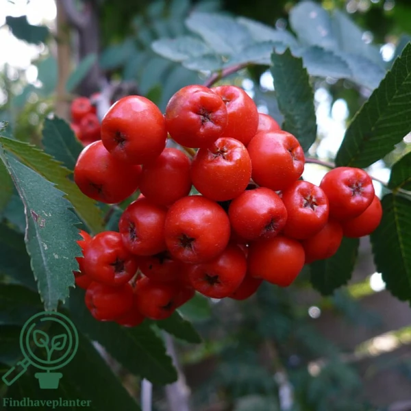 Sorbus aucuparia 'Sheerwater Seedling', Alm. røn