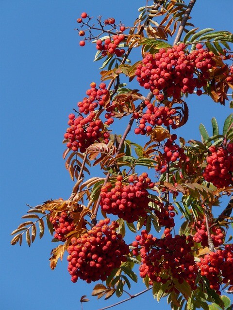 Sorbus aucuparia 'Sheerwater Seedling', Alm. røn