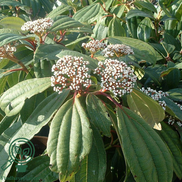 Viburnum davidii, Dværgkvalkved