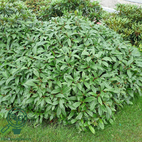 Viburnum davidii, Dværgkvalkved