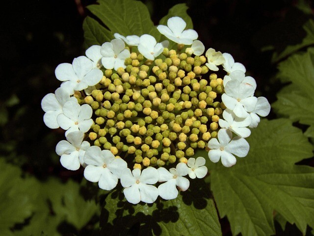 Viburnum opulus, Kvalkved