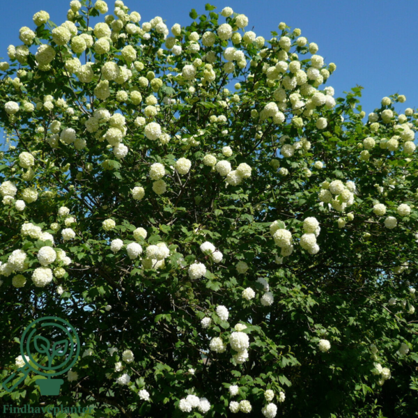 Viburnum opulus 'Roseum', Kvalkved
