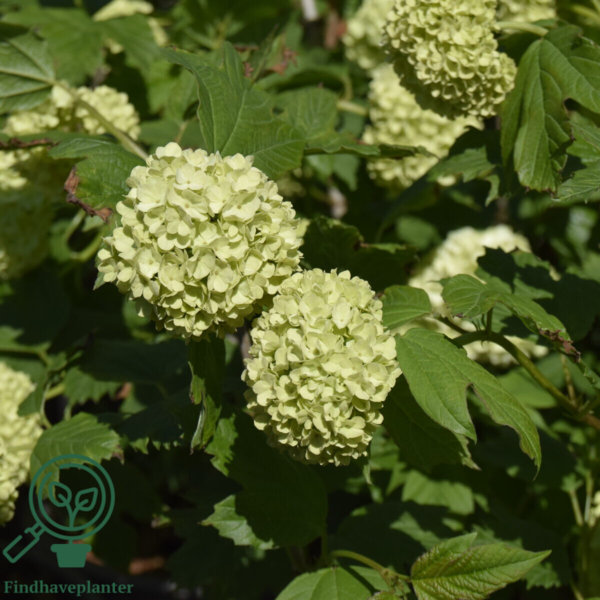 Viburnum opulus 'Roseum', Kvalkved