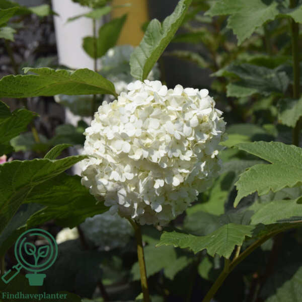 Viburnum opulus 'Roseum', Kvalkved