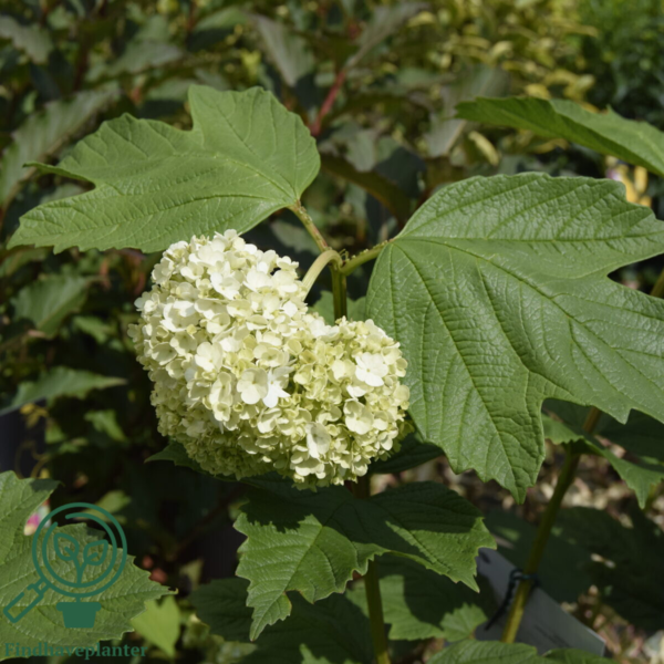 Viburnum opulus 'Roseum', Kvalkved