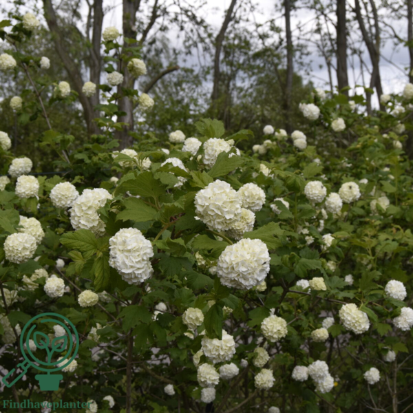 Viburnum opulus 'Roseum', Kvalkved