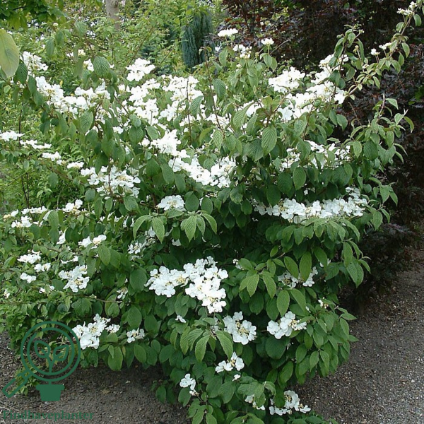 Viburnum plicatum 'Mariesii', Japansk snebolde