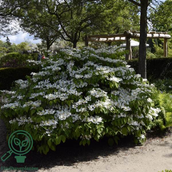 Viburnum plicatum 'Mariesii', Japansk snebolde